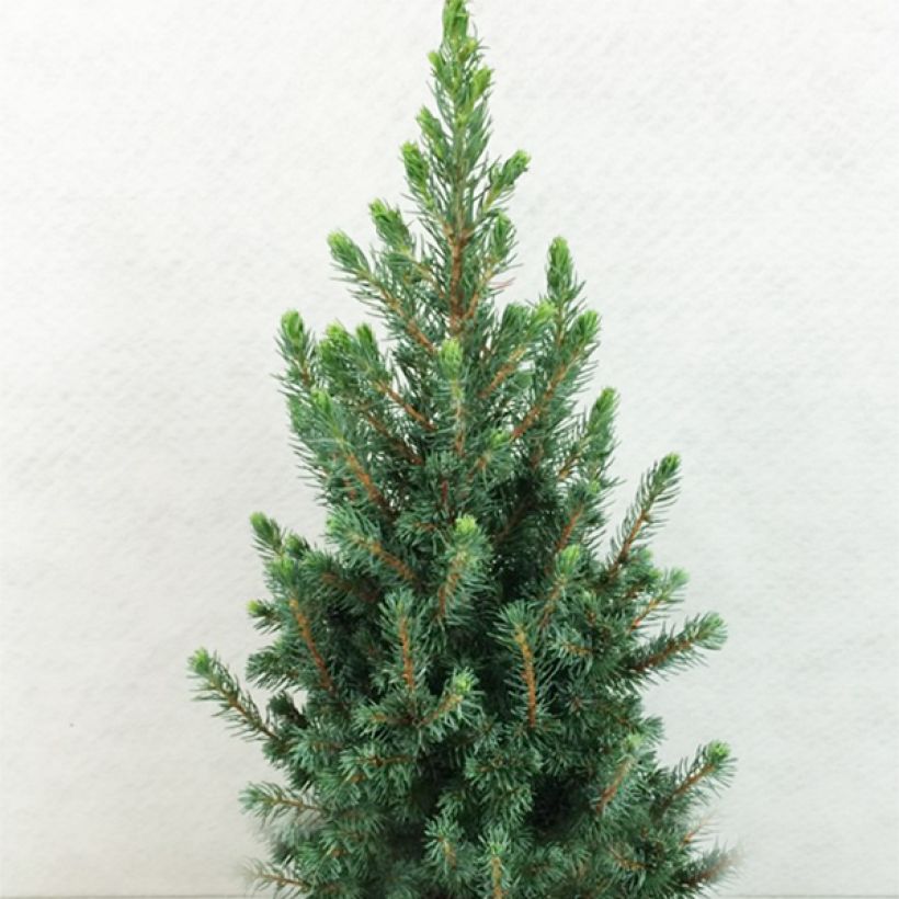 Picea glauca Conica Blue (Plant habit)