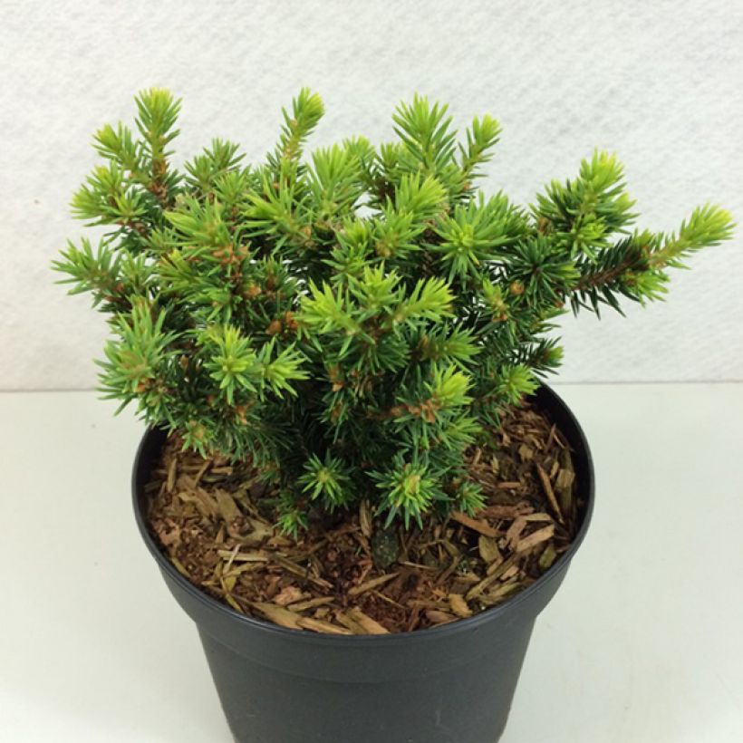 Picea glauca Cy's Wonder (Wuchs)