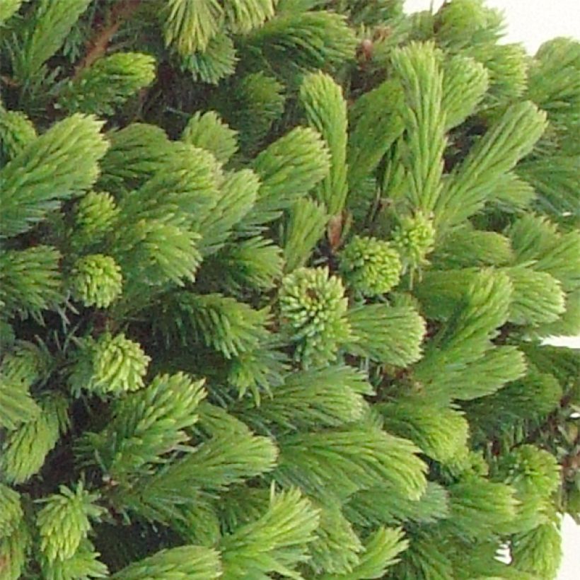 Picea glauca Echiniformis (Foliage)