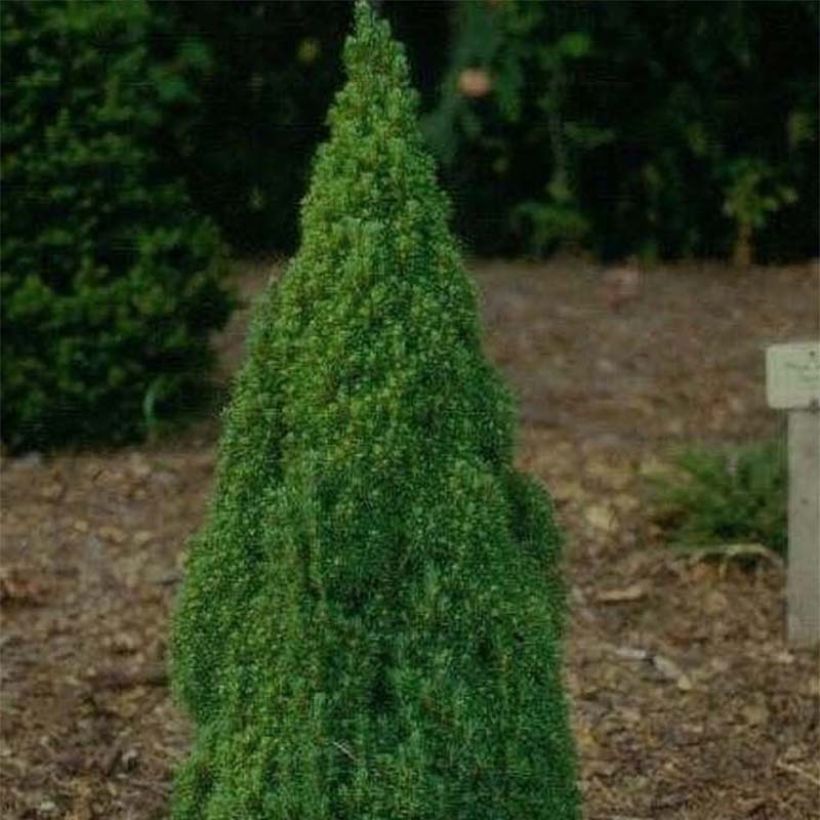 Picea glauca Laurin (Wuchs)