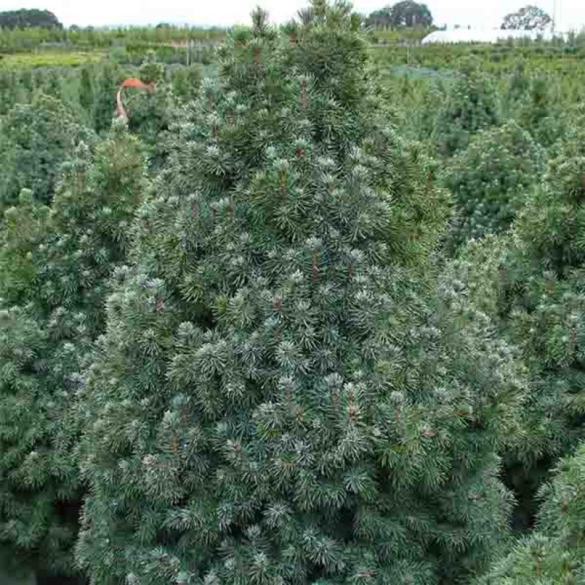 Picea glauca Sander's Blue (Wuchs)