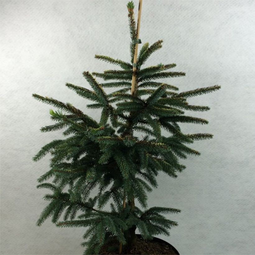 Picea mariana Aurea (Wuchs)