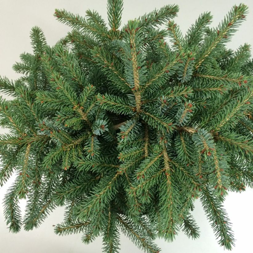 Picea mariana Machala (Foliage)