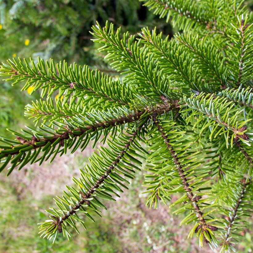 Picea omorika (Foliage)
