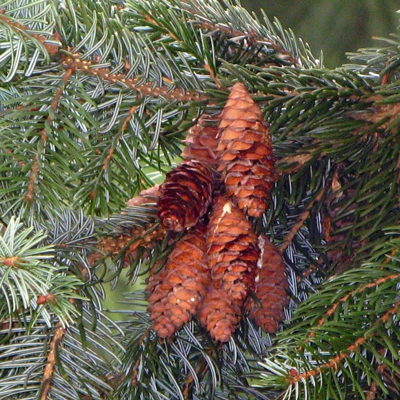 Picea omorika (Harvest)