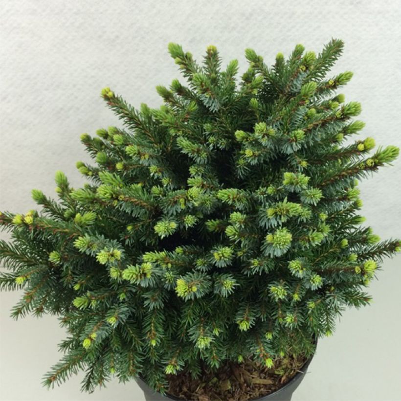 Picea omorika Beskid (Wuchs)
