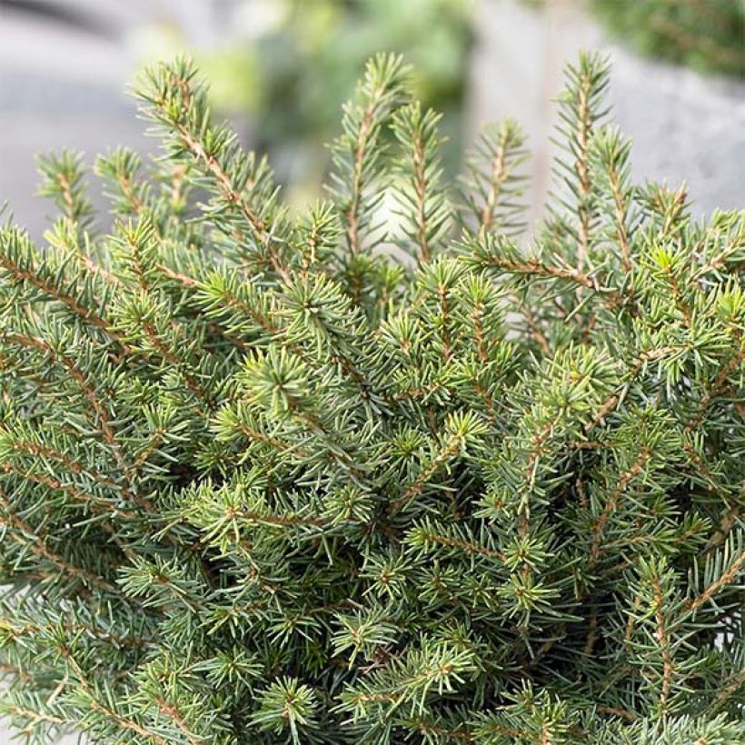 Picea omorika Karel (Wuchs)