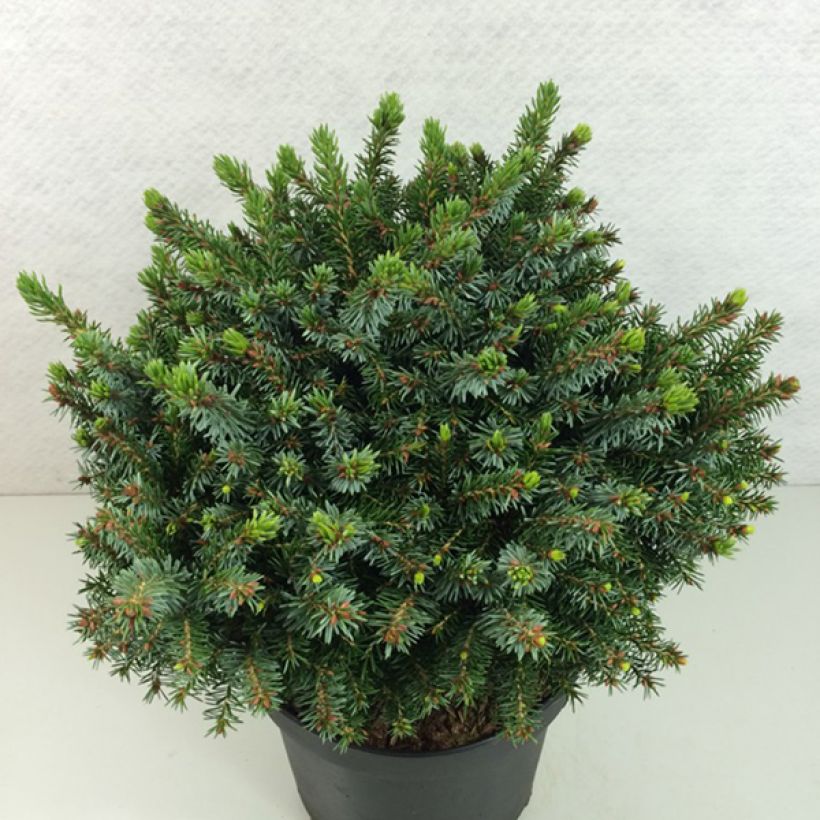 Picea omorika Morava (Wuchs)