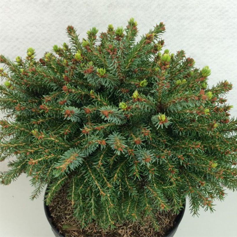 Picea omorika Treblitzsch (Wuchs)