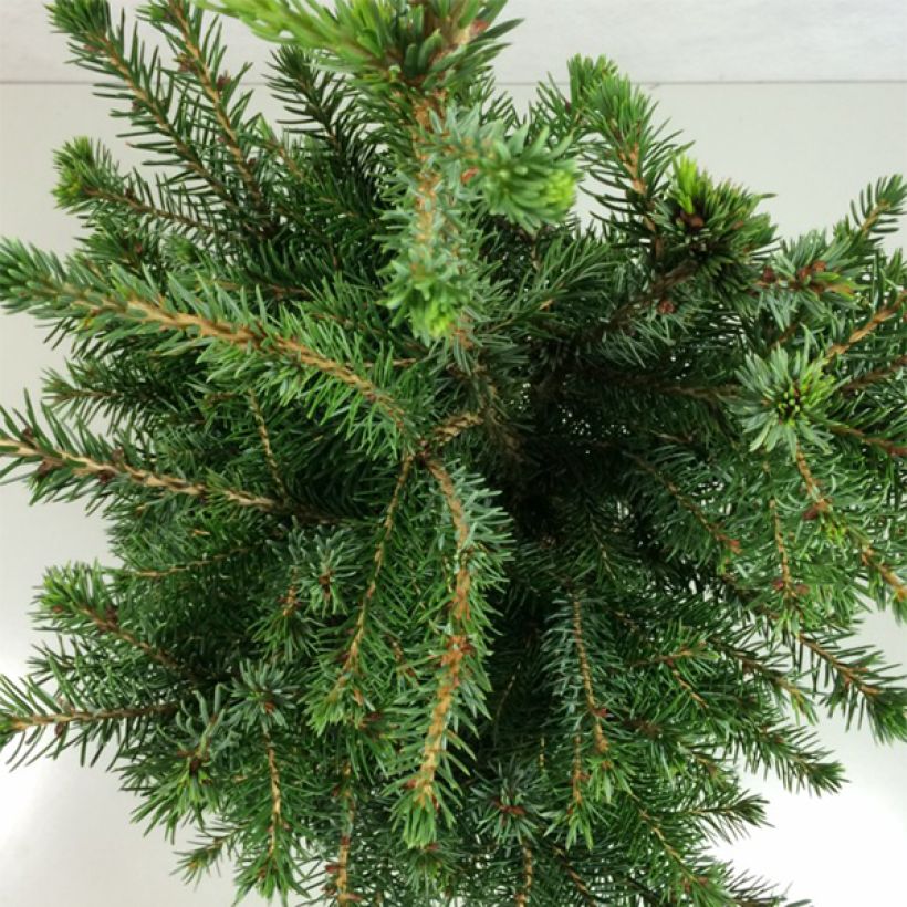 Picea omorika Wodan (Laub)