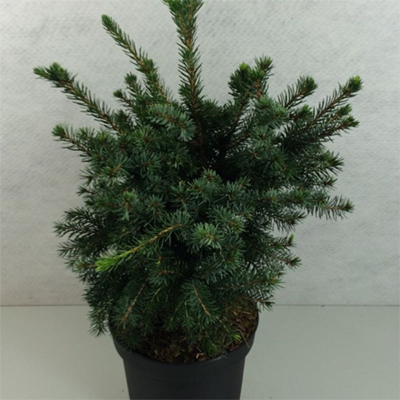 Picea omorika Wodan (Wuchs)