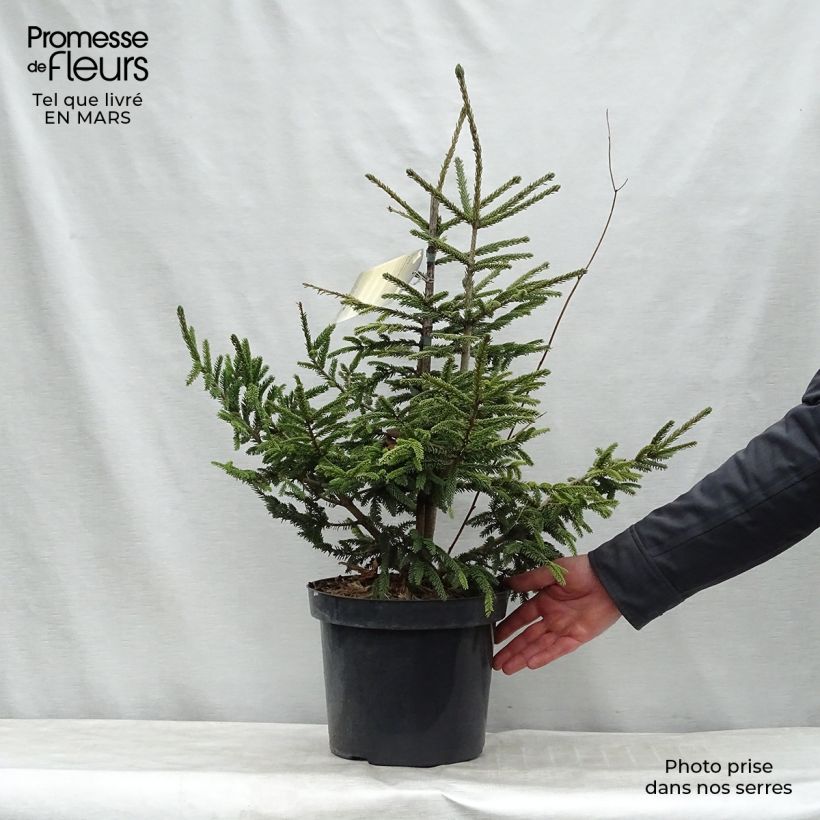 Example of Picea orientalis Aureospicata Topf mit 7,5L/10L as you get in printemps