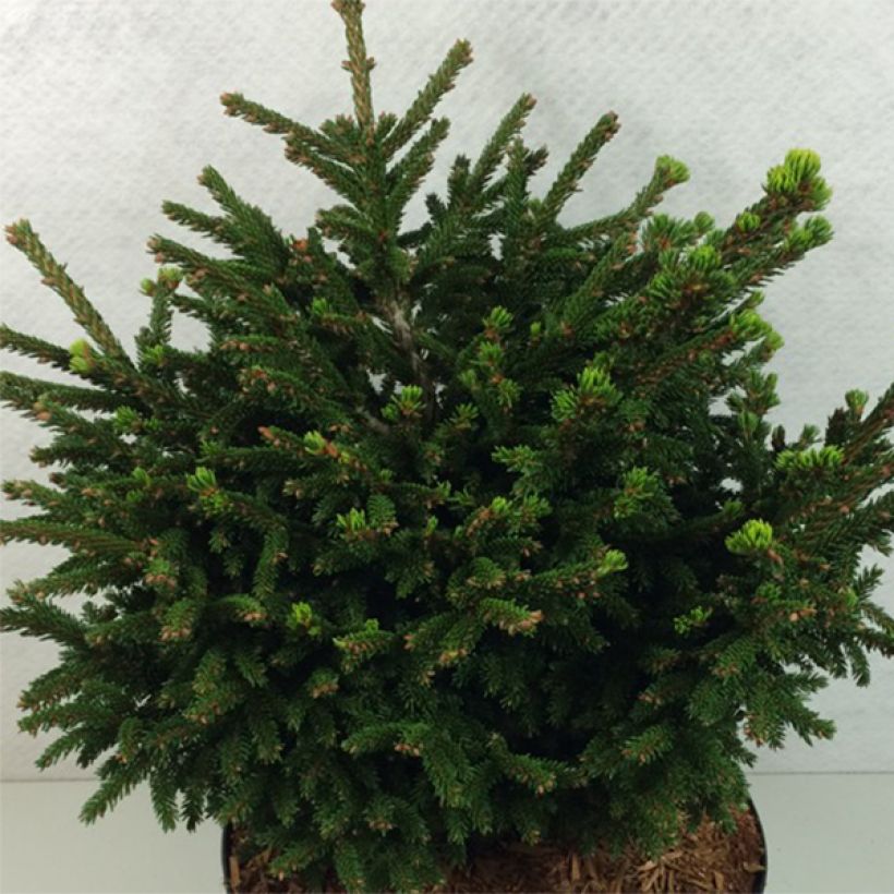 Picea orientalis Barnes (Wuchs)
