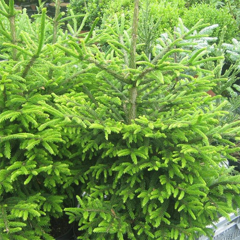 Picea orientalis Kenwith (Wuchs)
