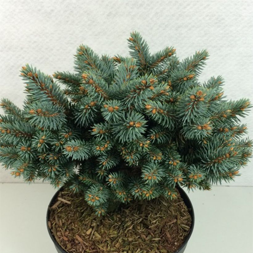 Picea pungens Blaukissen (Wuchs)