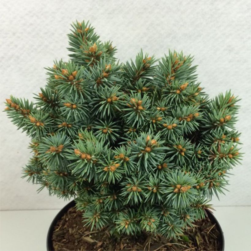 Picea pungens Brynek (Wuchs)