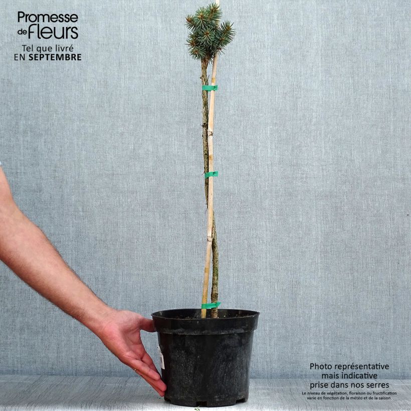 Exemplar von Picea pungens Brynek Topf mit 4L/5L, Stamm wie im Sommer geliefert