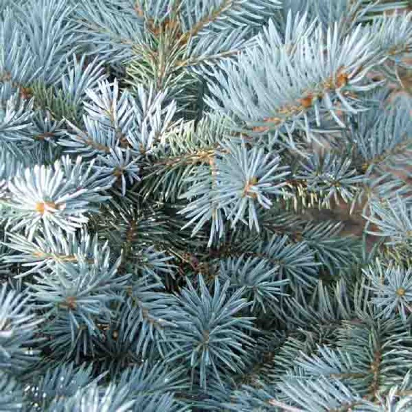Picea pungens Glauca Globosa (Foliage)