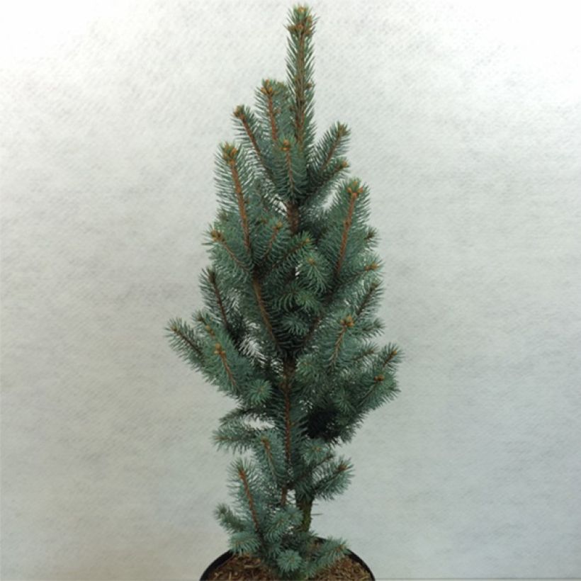 Picea pungens Iseli Fastigiate (Wuchs)