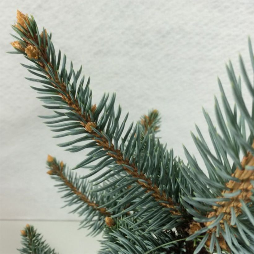 Picea pungens Iseli Foxtail (Foliage)