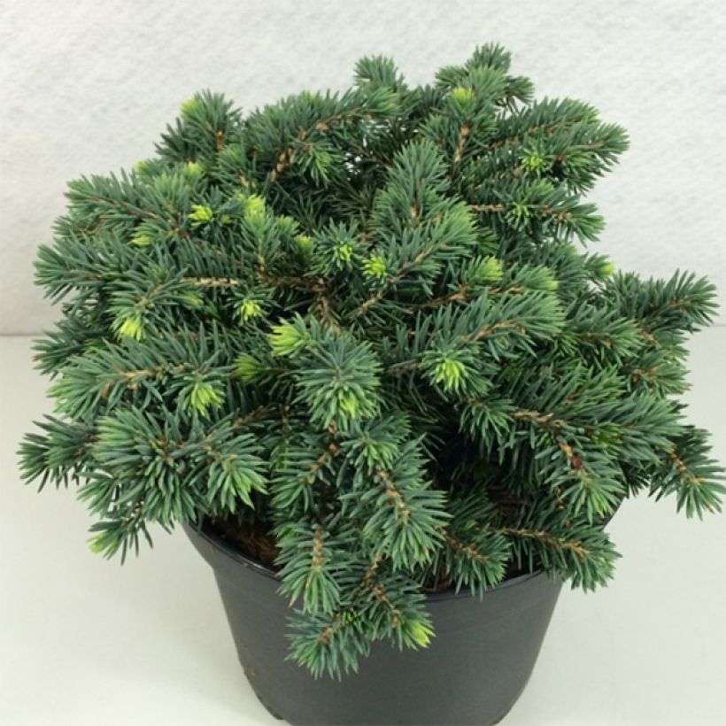 Picea pungens Kuba (Wuchs)