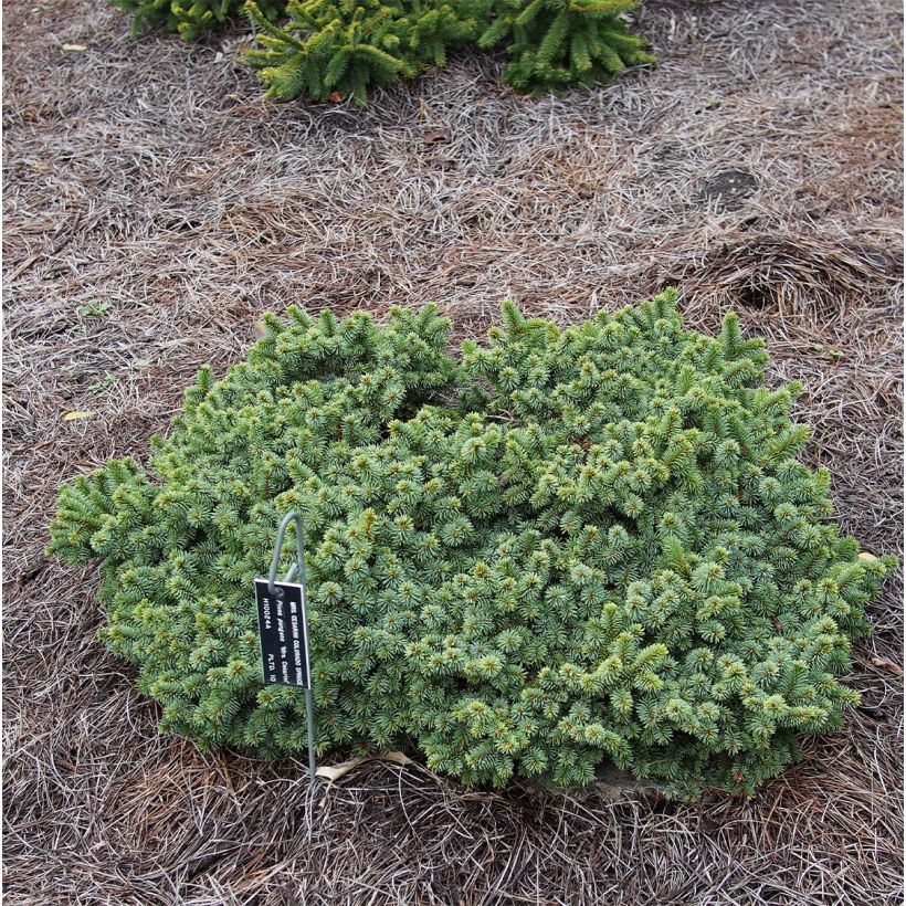 Picea pungens Mrs Cesarini (Wuchs)