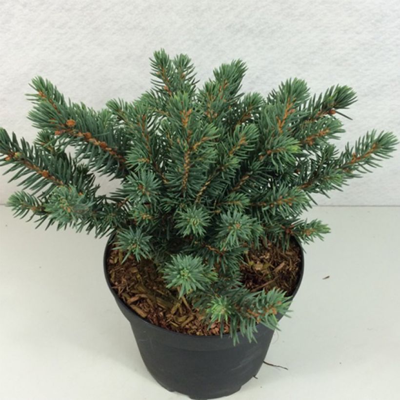Picea pungens Sonia (Wuchs)