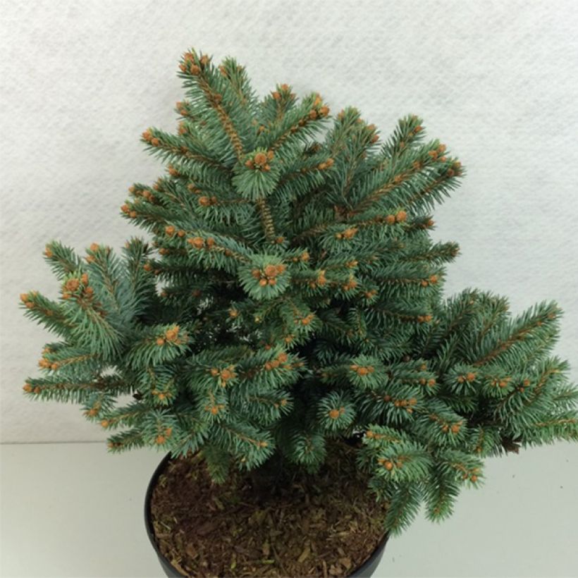 Picea pungens Thuem (Wuchs)