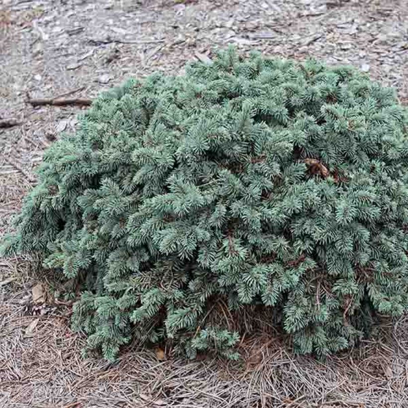 Picea pungens Waldbrunn (Wuchs)