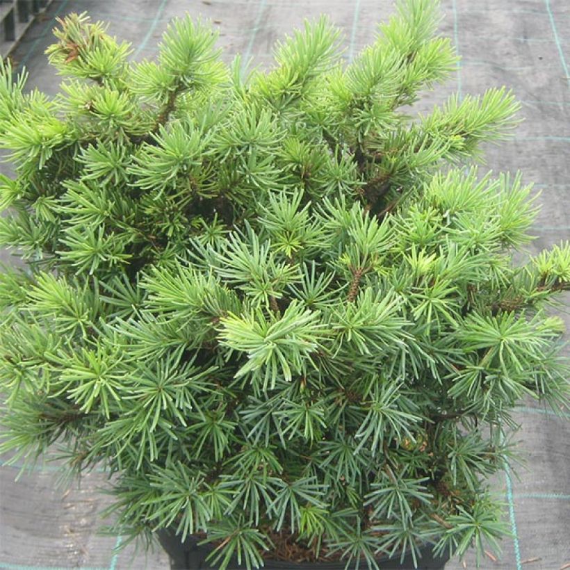 Picea sitchensis Sugarloaf (Wuchs)