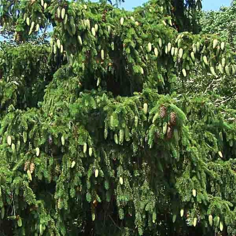 Picea abies Acrocona (Laub)