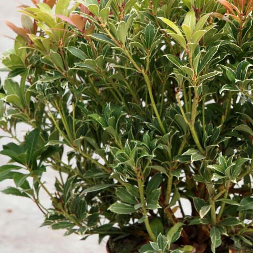 Schattenglöckchen Carnaval - Pieris japonica (Foliage)