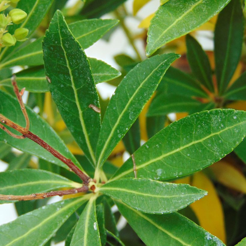Schattenglöckchen Debutante - Pieris japonica (Foliage)