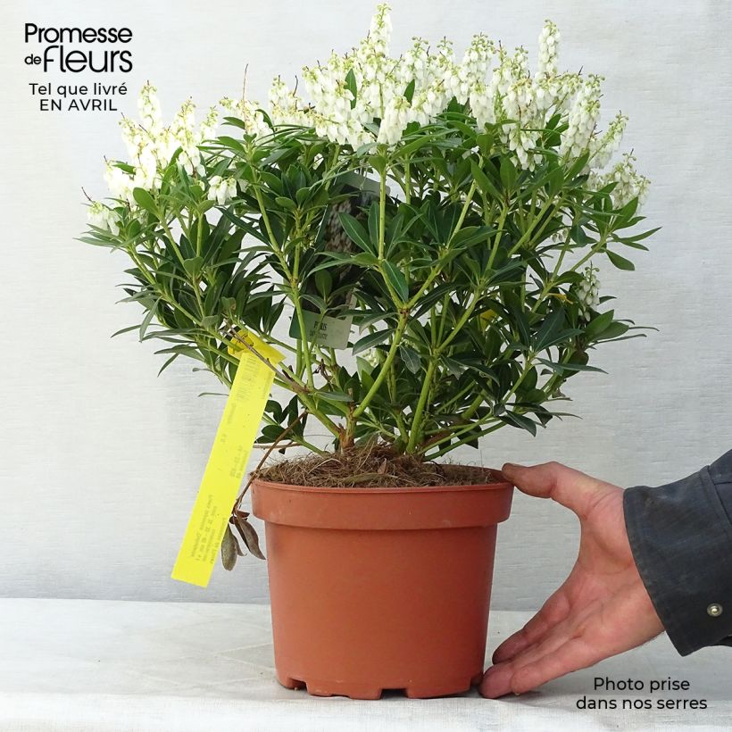 Example of Schattenglöckchen Debutante - Pieris japonica Topf mit 2L/3L as you get in printemps