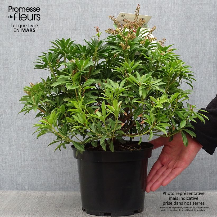 Example of Schattenglöckchen Debutante - Pieris japonica Topf mit 4L/5L as you get in printemps