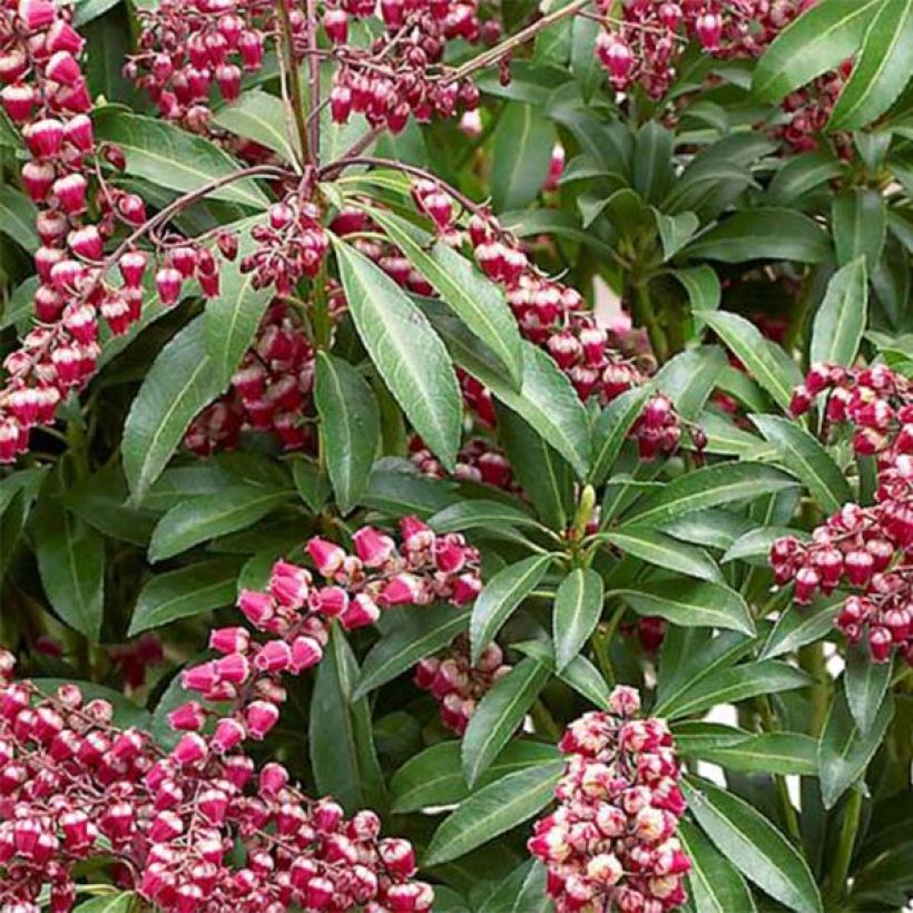 Schattenglöckchen Passion - Pieris japonica (Foliage)