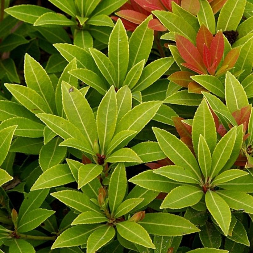 Schattenglöckchen Sarabande - Pieris japonica (Foliage)