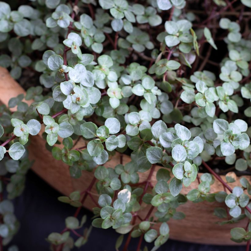 Pilea glaucophylla Greyzy - Kanonierblume (Foliage)