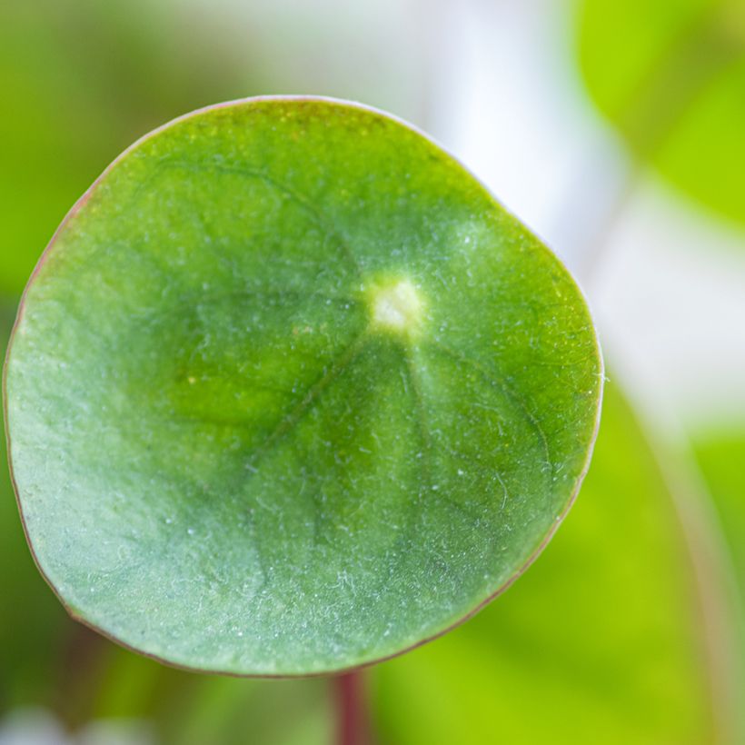 Ufo-pflanze - Pilea peperomioides (Foliage)