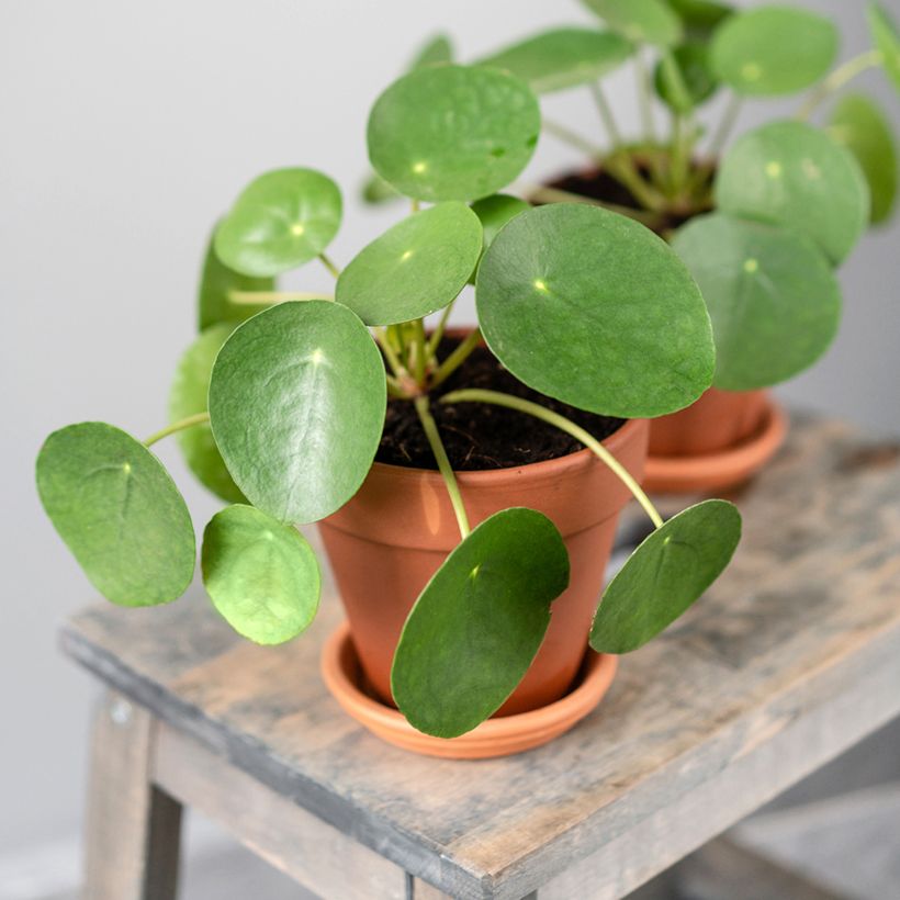 Ufo-pflanze - Pilea peperomioides (Plant habit)
