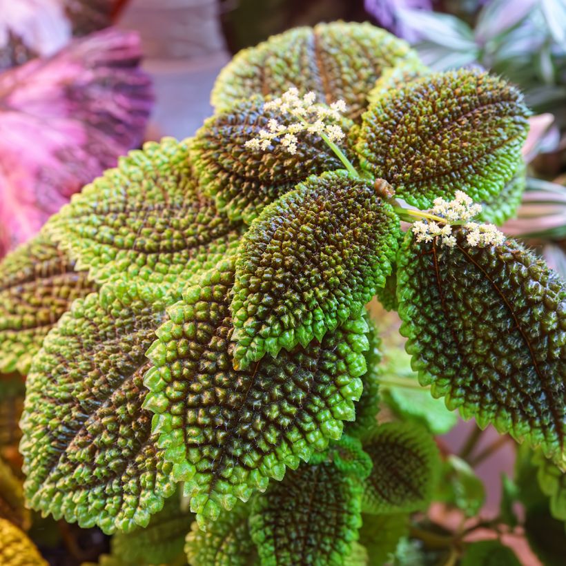 Pilea Moon Valley - Ufopflanze (Foliage)