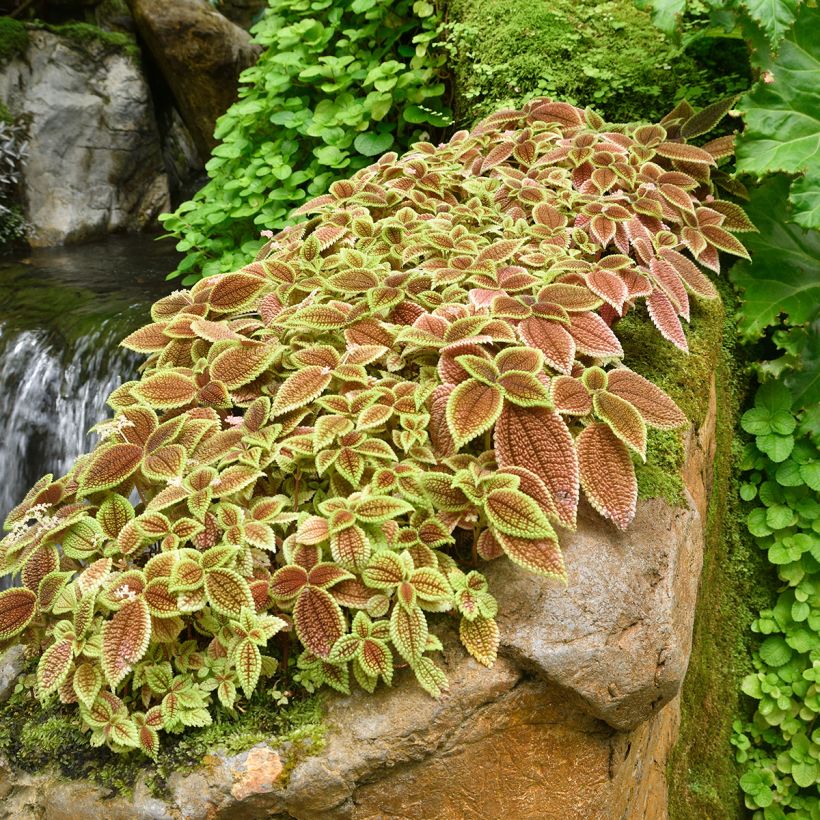 Pilea Moon Valley - Ufopflanze (Plant habit)
