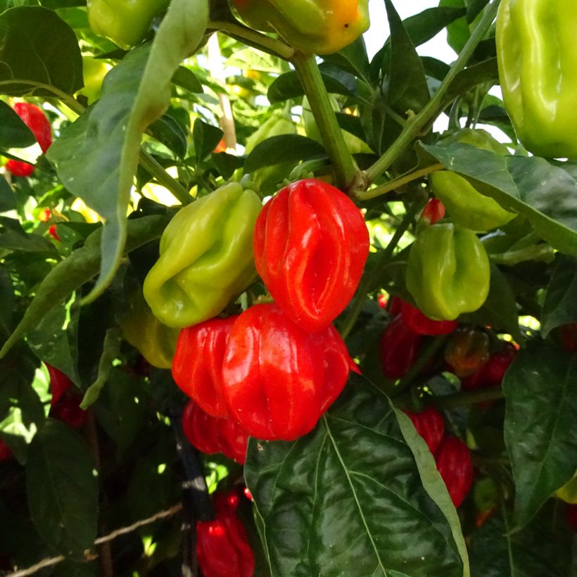 Westindischer Pfeffer Habanero (Harvest)