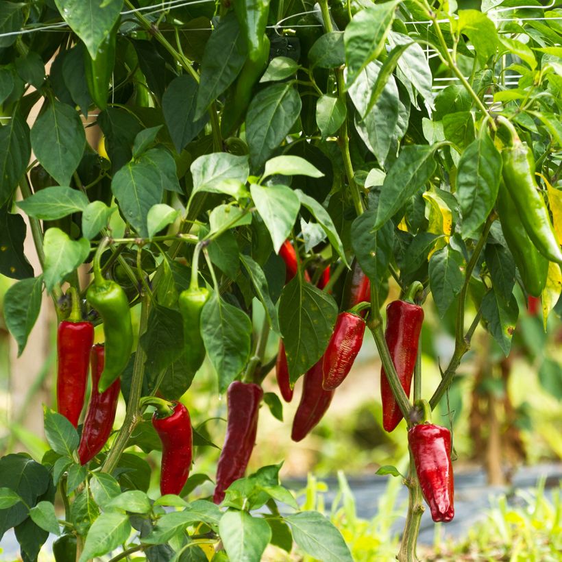 Pfeffer Gorria (Wuchs)