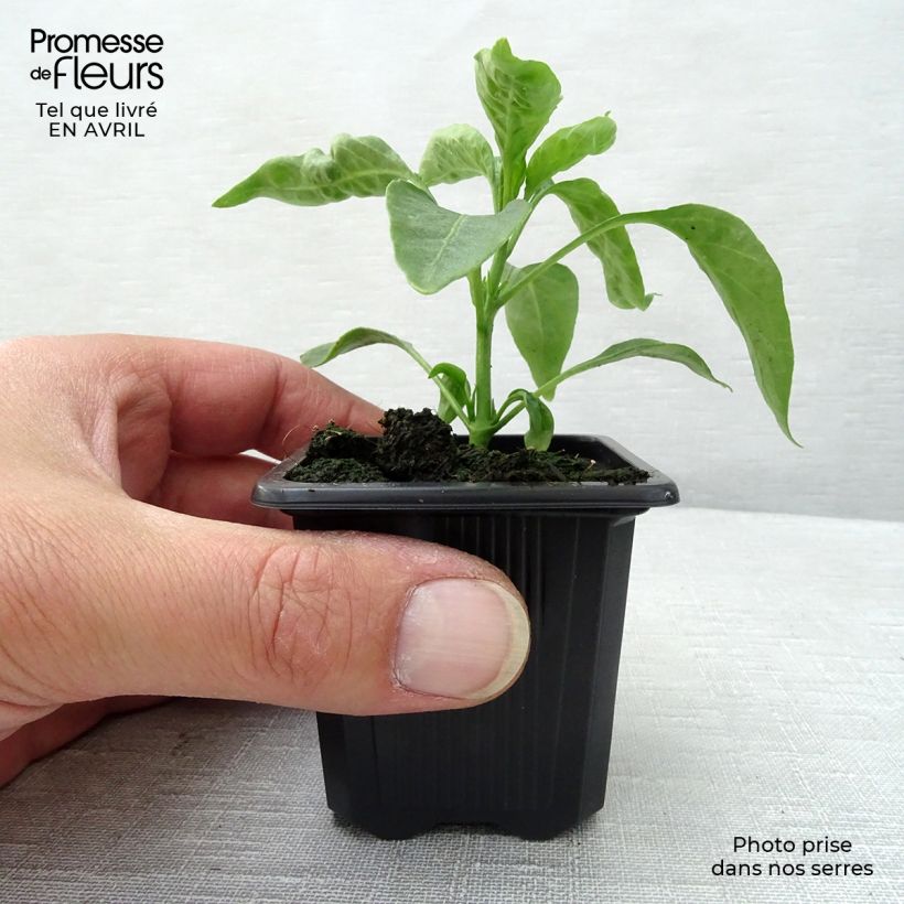 Example of Chili Cayenne (Pflanzen) Kleine Töpfe von 7/8 cm as you get in printemps