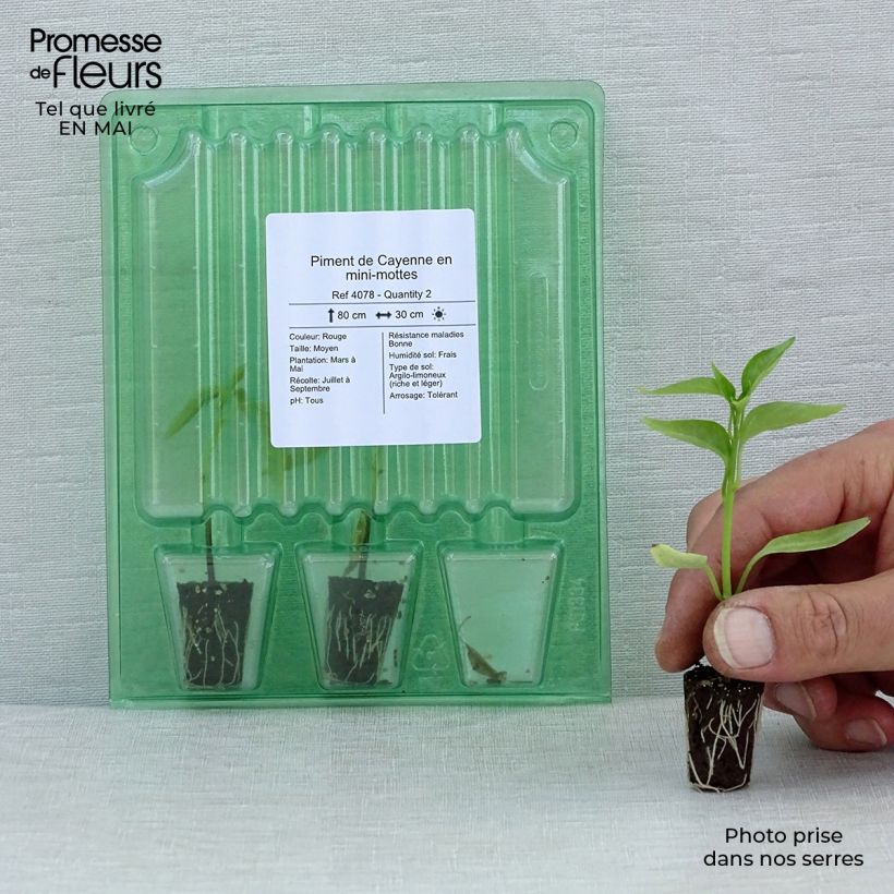 Example of Chili Cayenne (Pflanzen) Mini-Plug Ø 1,5/2,5 cm as you get in printemps