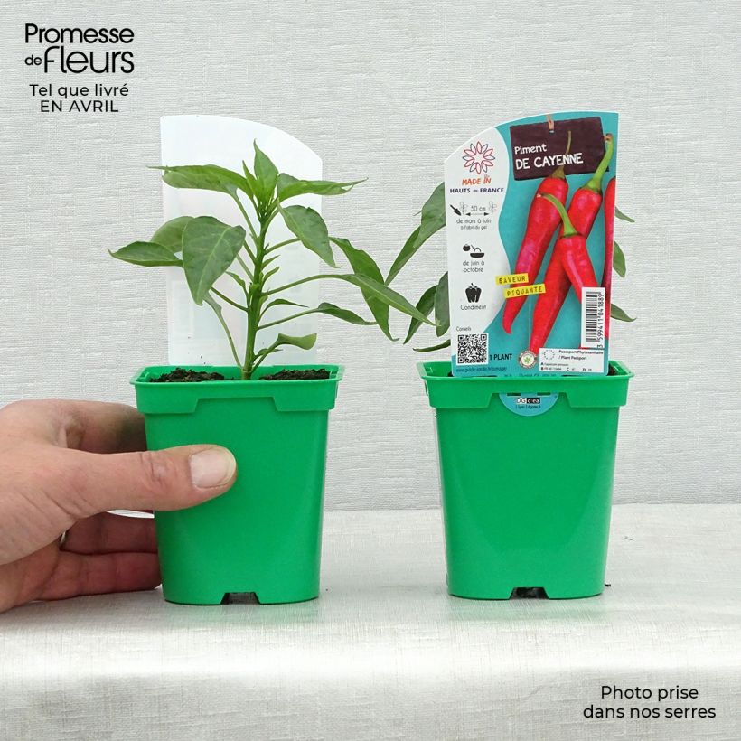 Example of Chili Cayenne (Pflanzen) Topf 10 cm/11cm as you get in printemps