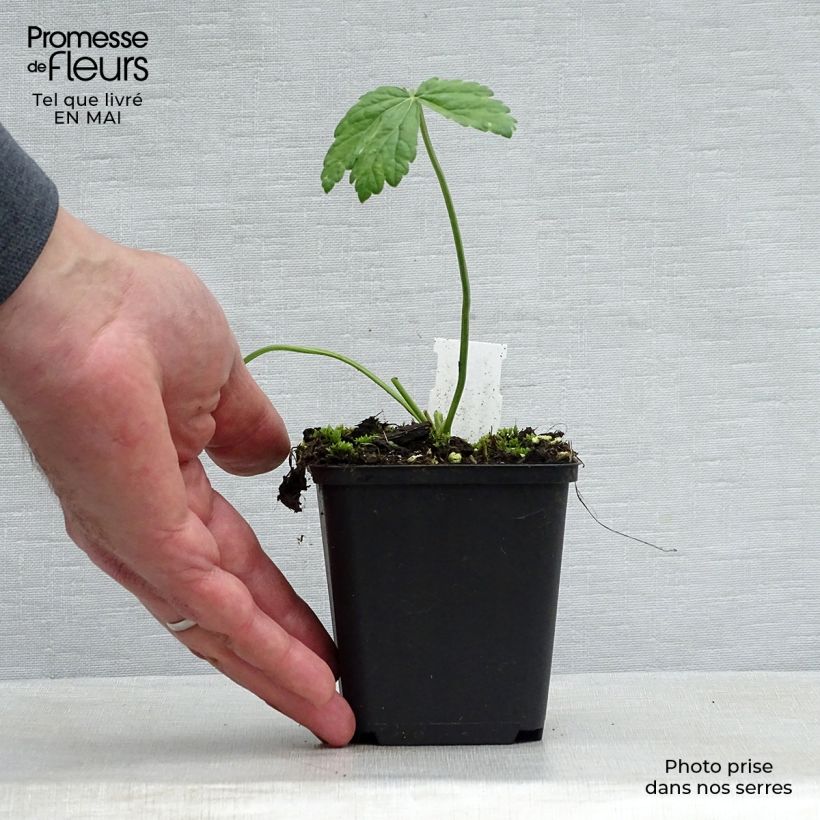 Exemplar von Pimpinella major Rosea - Große Bibernelle Kleine Töpfe von 8/9 cm wie im Frühjahr geliefert