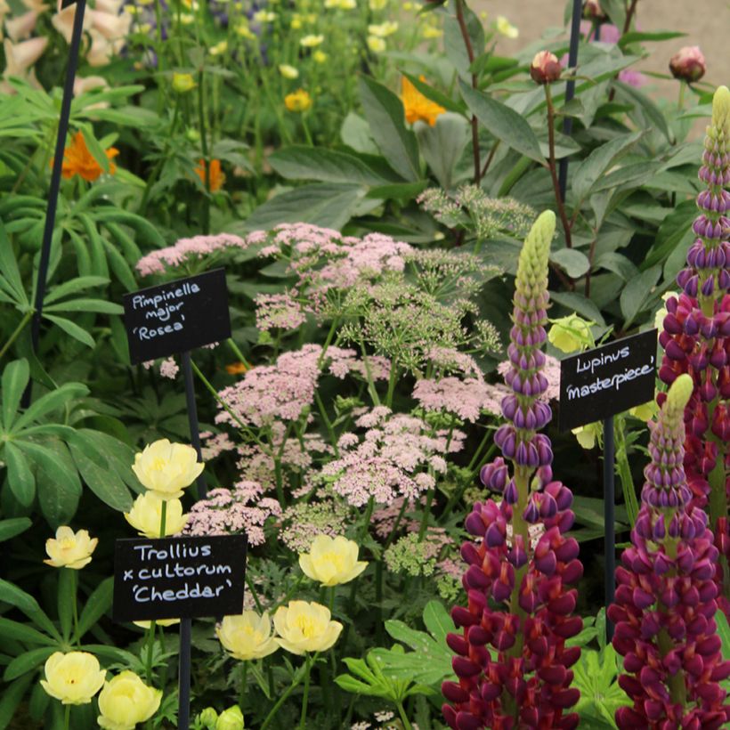 Pimpinella major Rosea - Große Bibernelle (Wuchs)