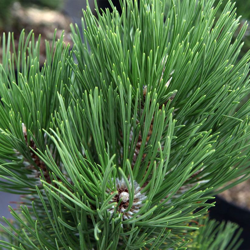 Pinus heldreichii Malinkii - Schlangenhaut-Kiefer (Foliage)